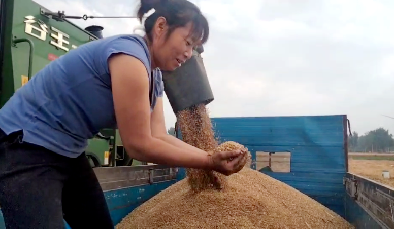 搶夏收麥歸倉 好政策水入田—記山東德州寧津縣王吏目村小農水工程