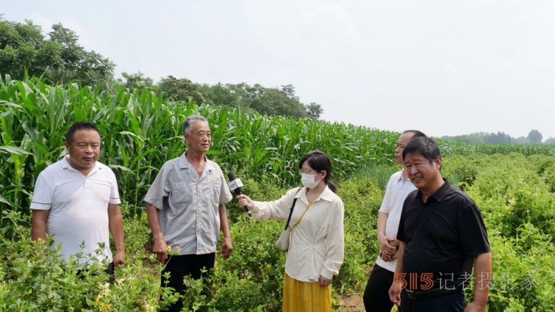 碳氫科技核肥技術(shù)助力巨鹿縣金銀花種植戶零農(nóng)殘喜茯豐收