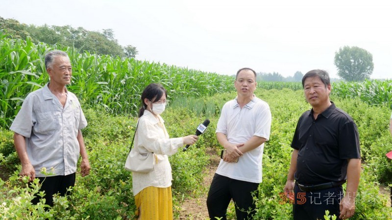 碳氫科技核肥技術(shù)助力巨鹿縣金銀花種植戶零農(nóng)殘喜茯豐收