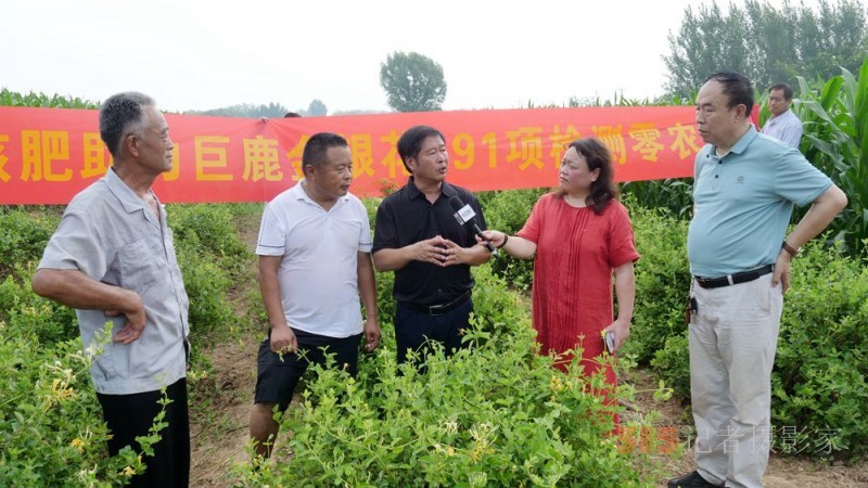 碳氫科技核肥技術(shù)助力巨鹿縣金銀花種植戶零農(nóng)殘喜茯豐收